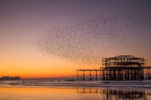 Estudiar en Brighton