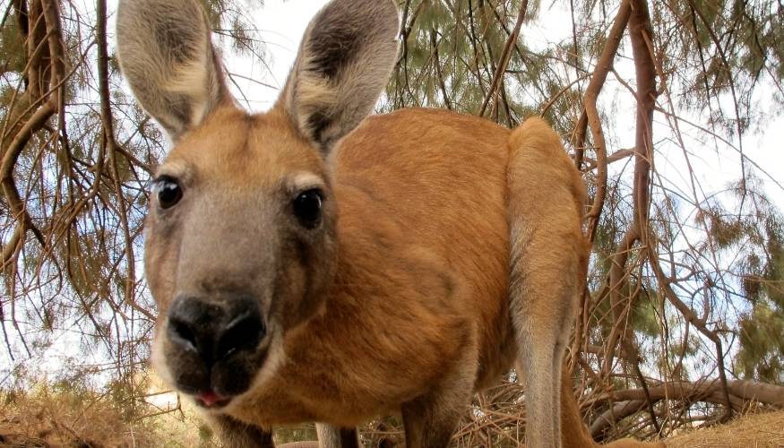 Como estudiar inglés en Australia y trabajar