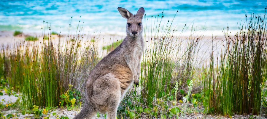 cursos de ingles en australia