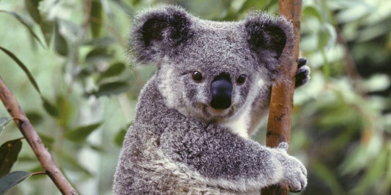 Porque estudiar en Australia