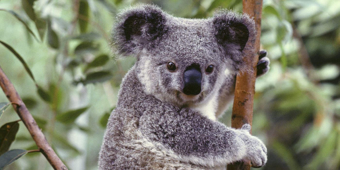 Porque estudiar en Australia