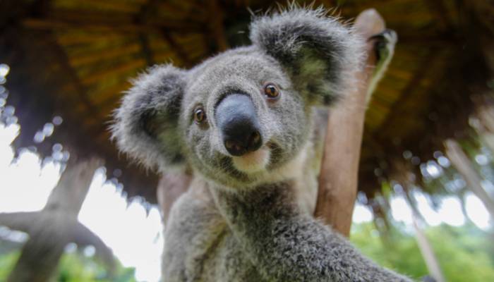 Australia_ ¿Qué ciudades ofrecen la mejor experiencia para estudiantes internacionales