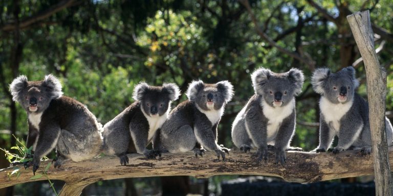 Consejos para adaptarte rápido a la vida como estudiante en Australia